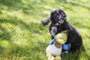 Dilly Duck Knottie Toy