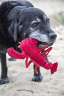 Lobsta Knottie Toy