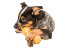 Qwizl Dog Puzzle Toy